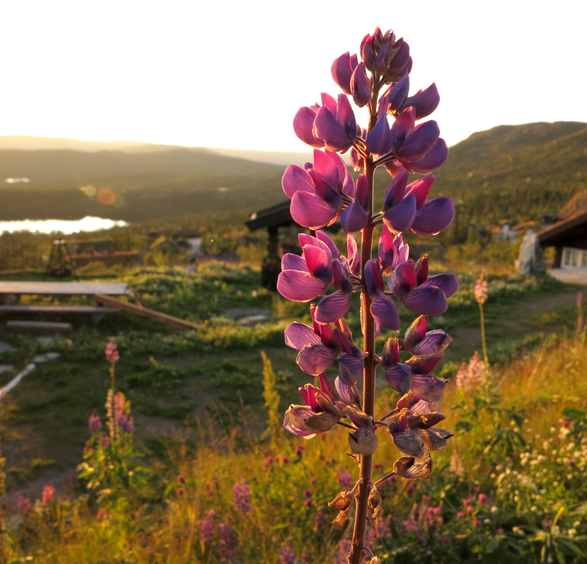 lupin