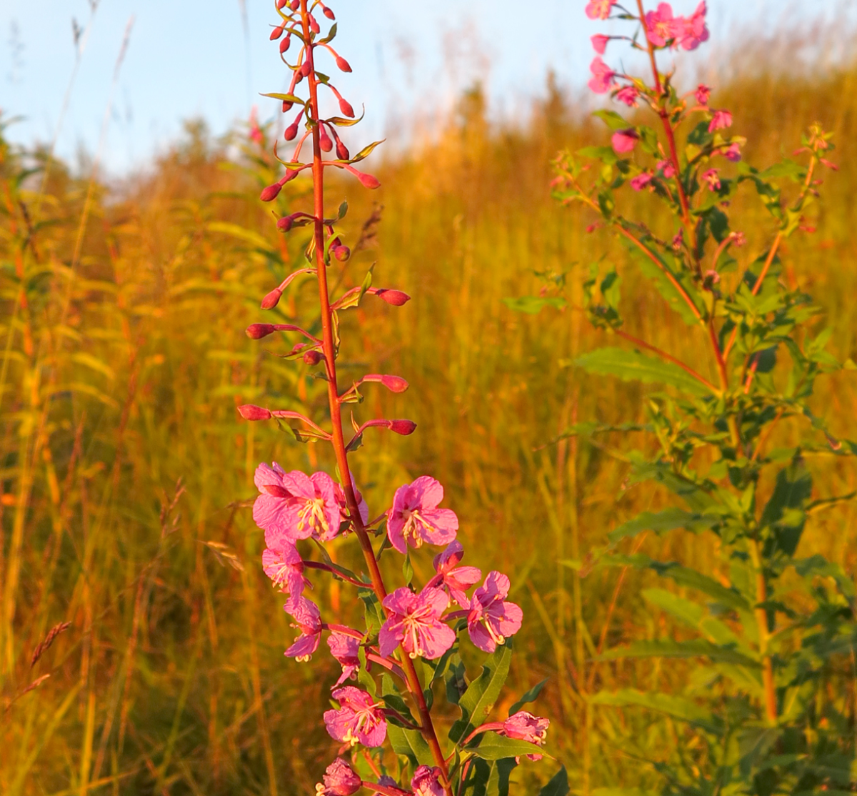 fireweed