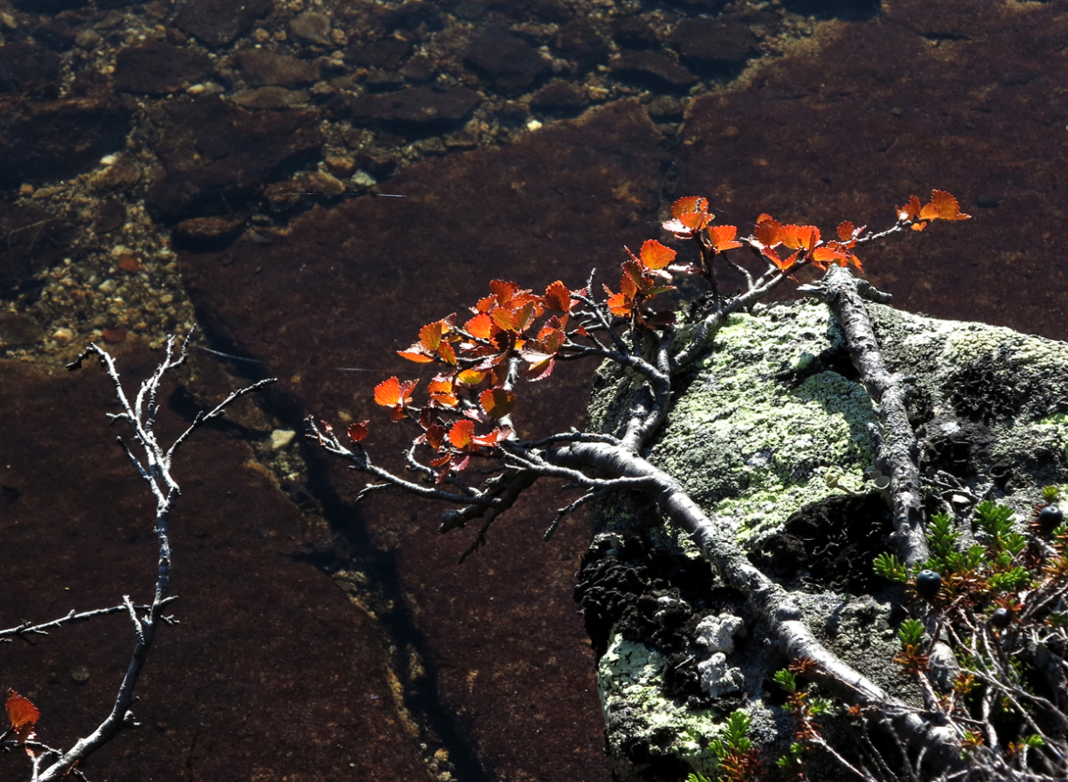 dwarf birch