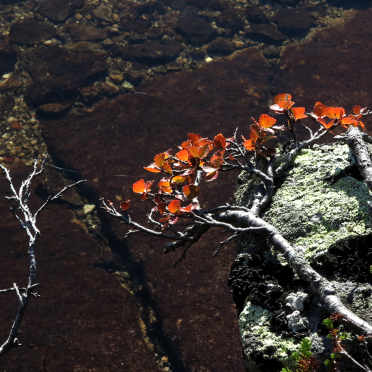 dwarf birch