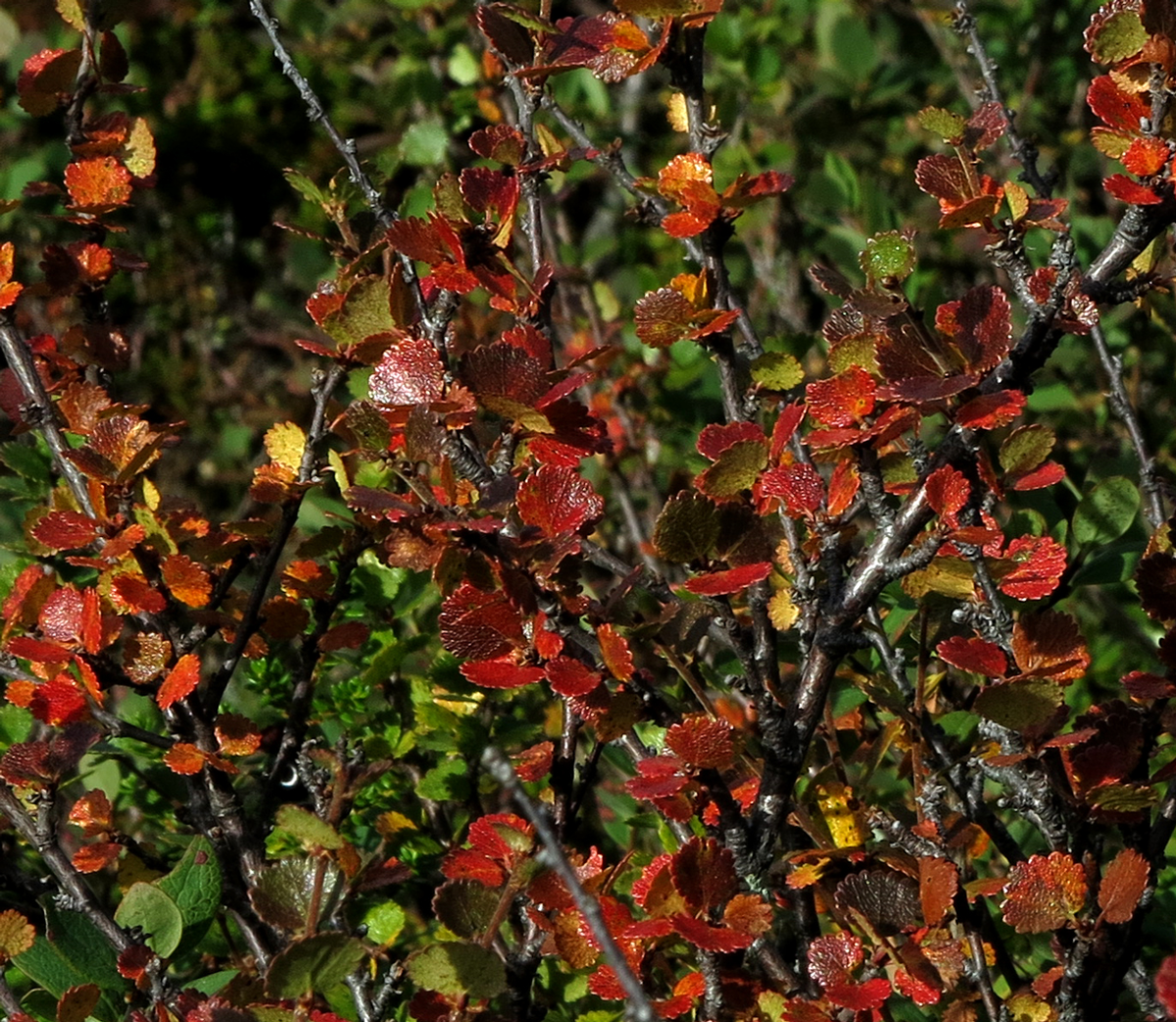 dwarf birch