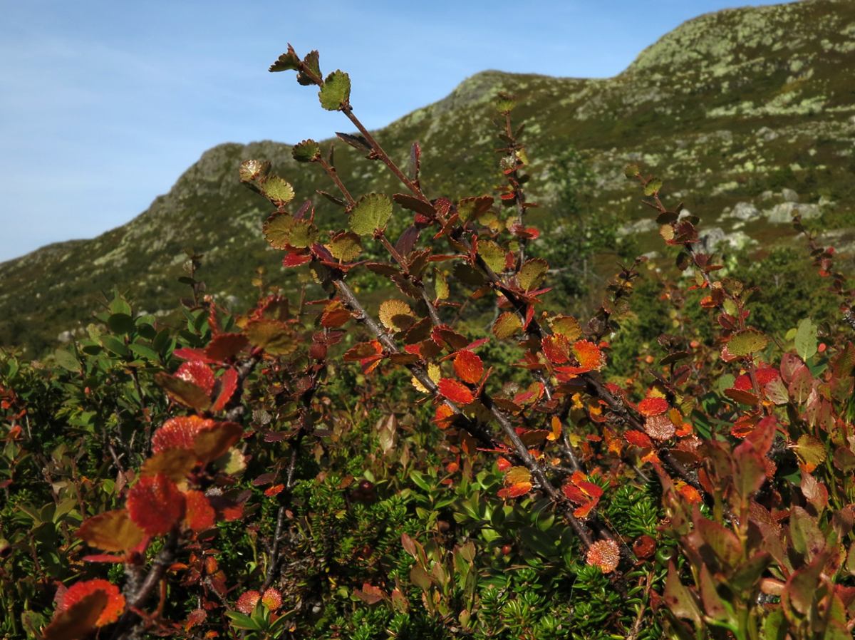 dwarf birch