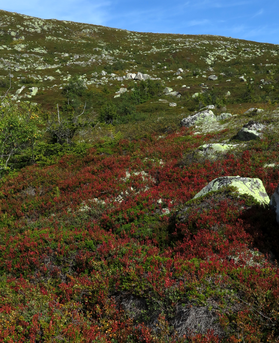 vassfarfjellet