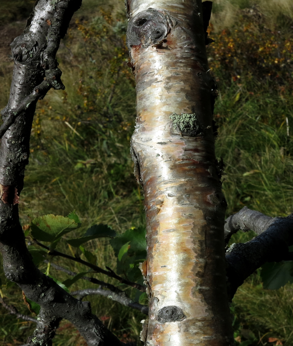 mountain birch