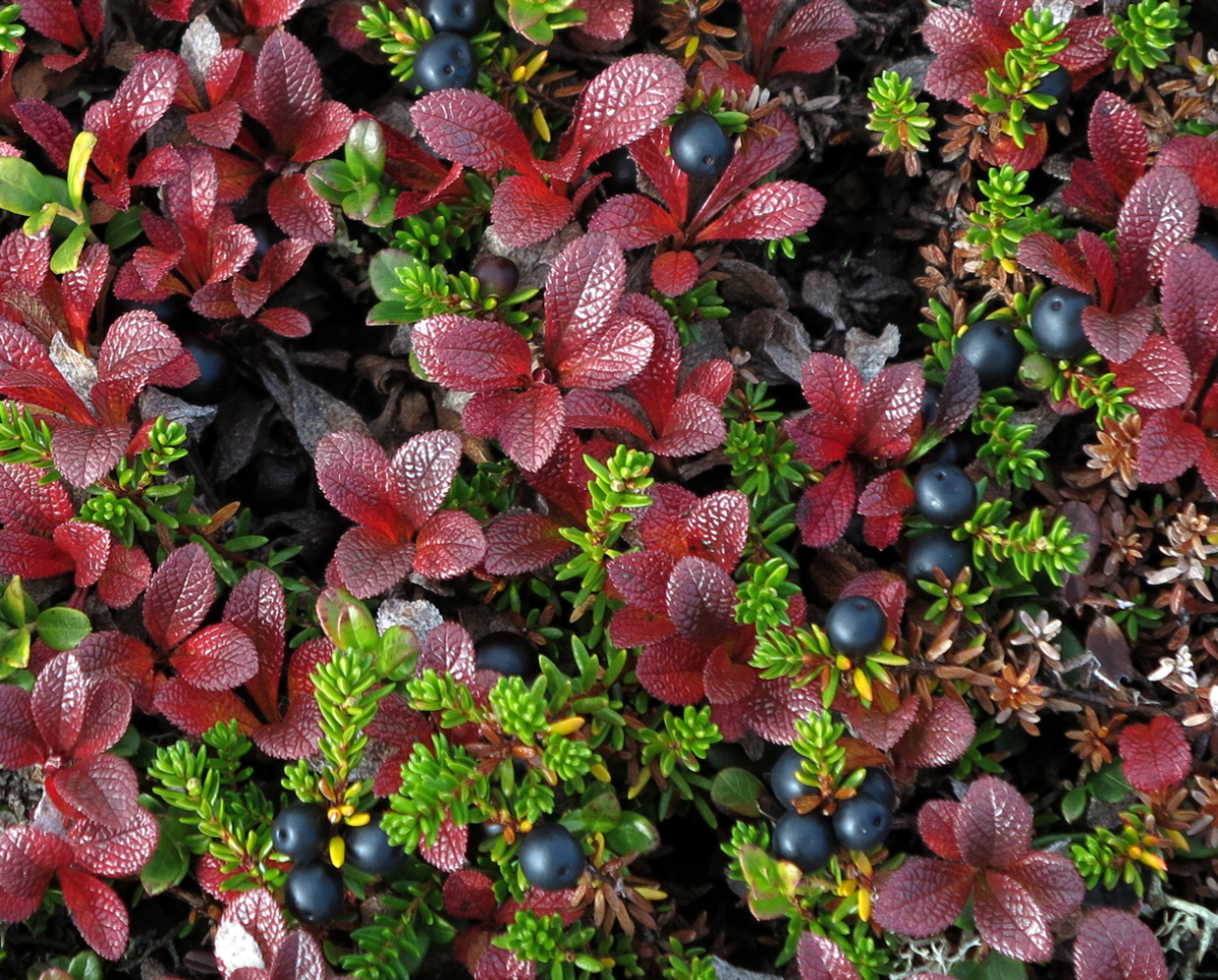 crowberries 