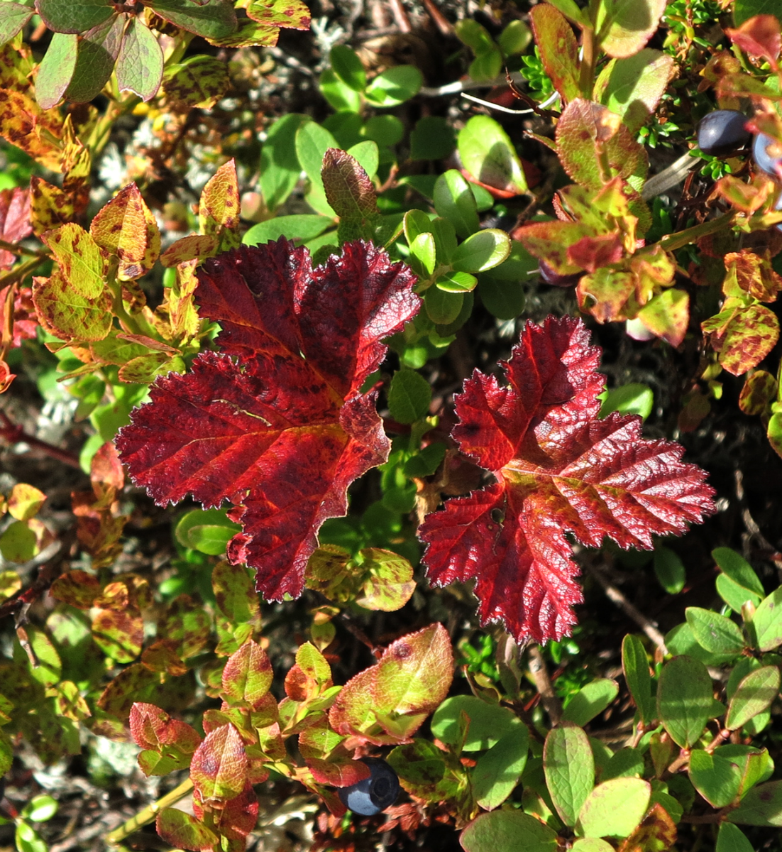 cloud berry plant