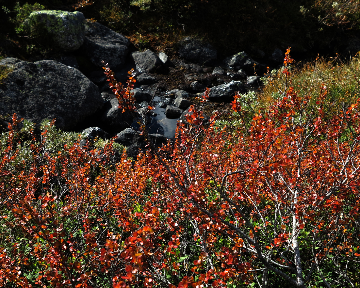 dwarf birch