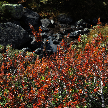 dwarf birch