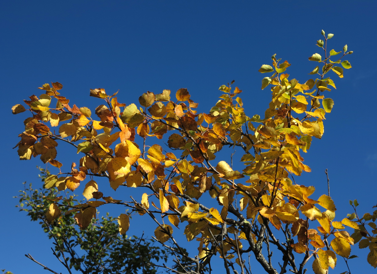 mountain birch
