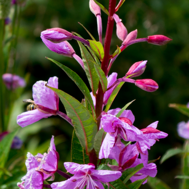 fireweed