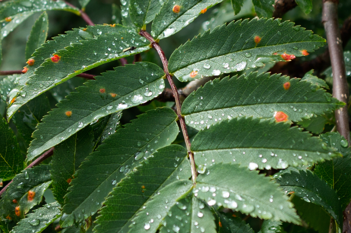 rowan