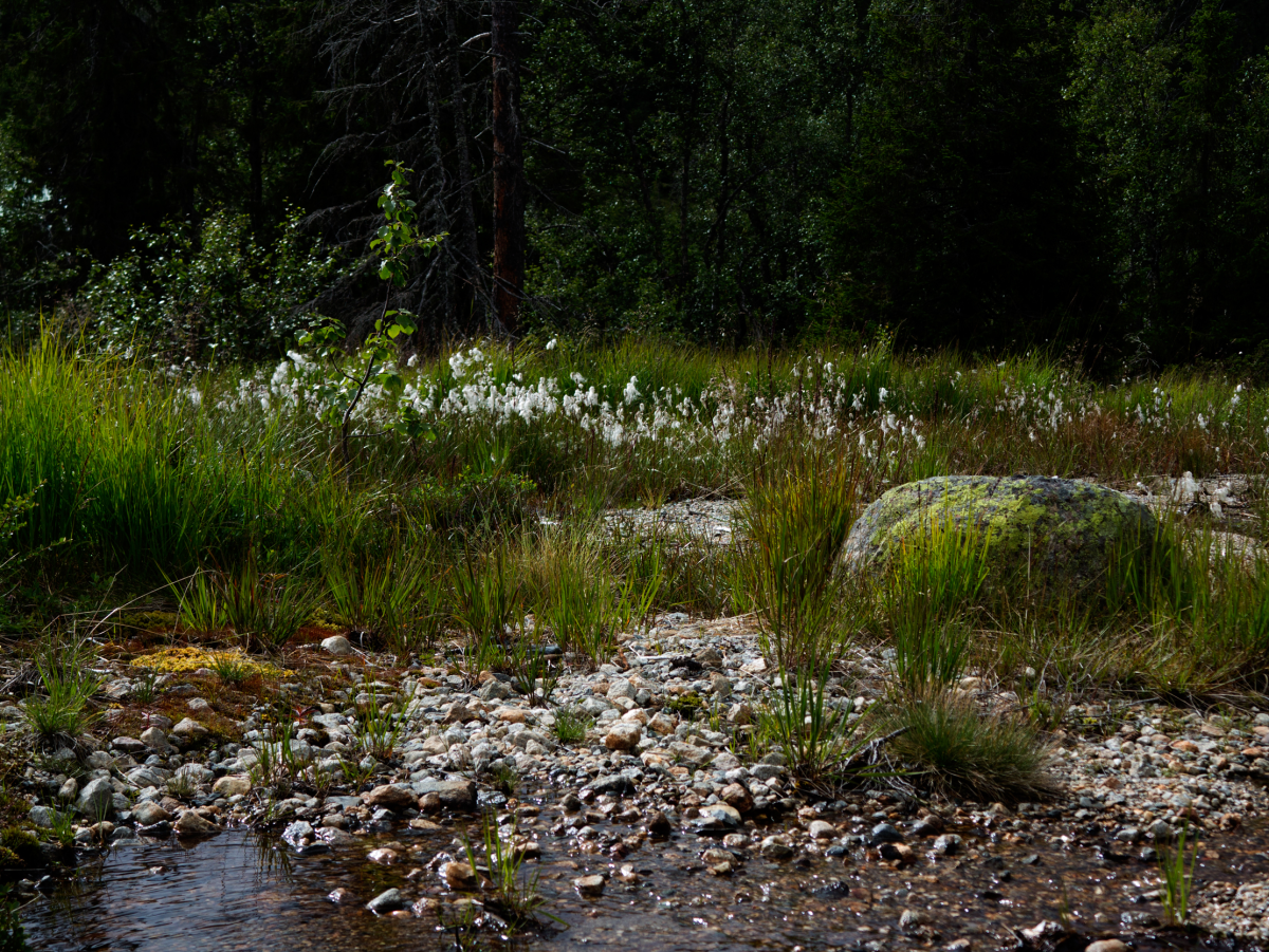 bog