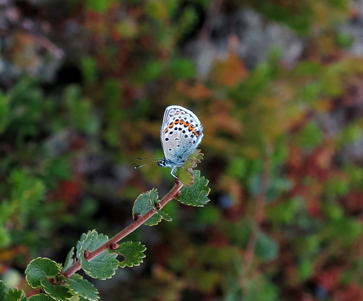 Amanda's blue