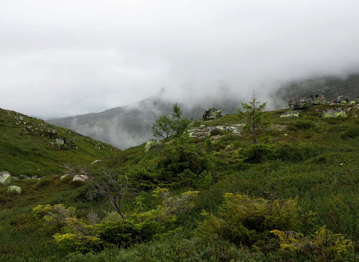 fog