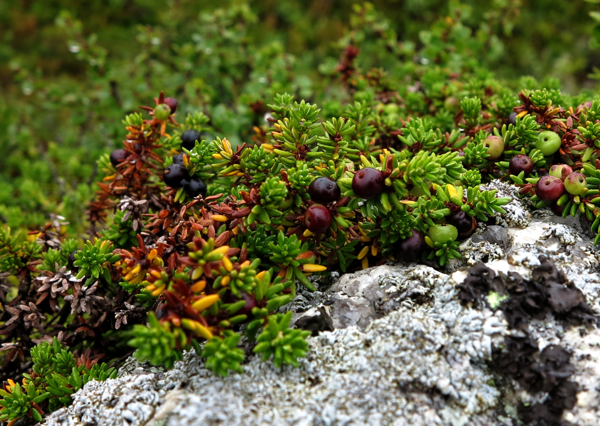 crowberries