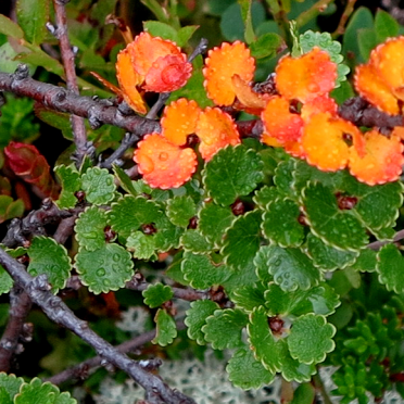 dwarf birch