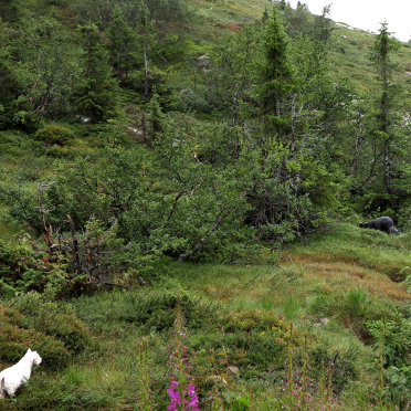 the dog and the sheep