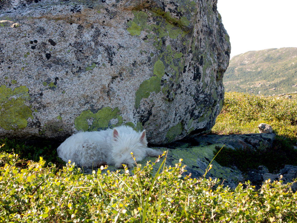 shadow snoozing…