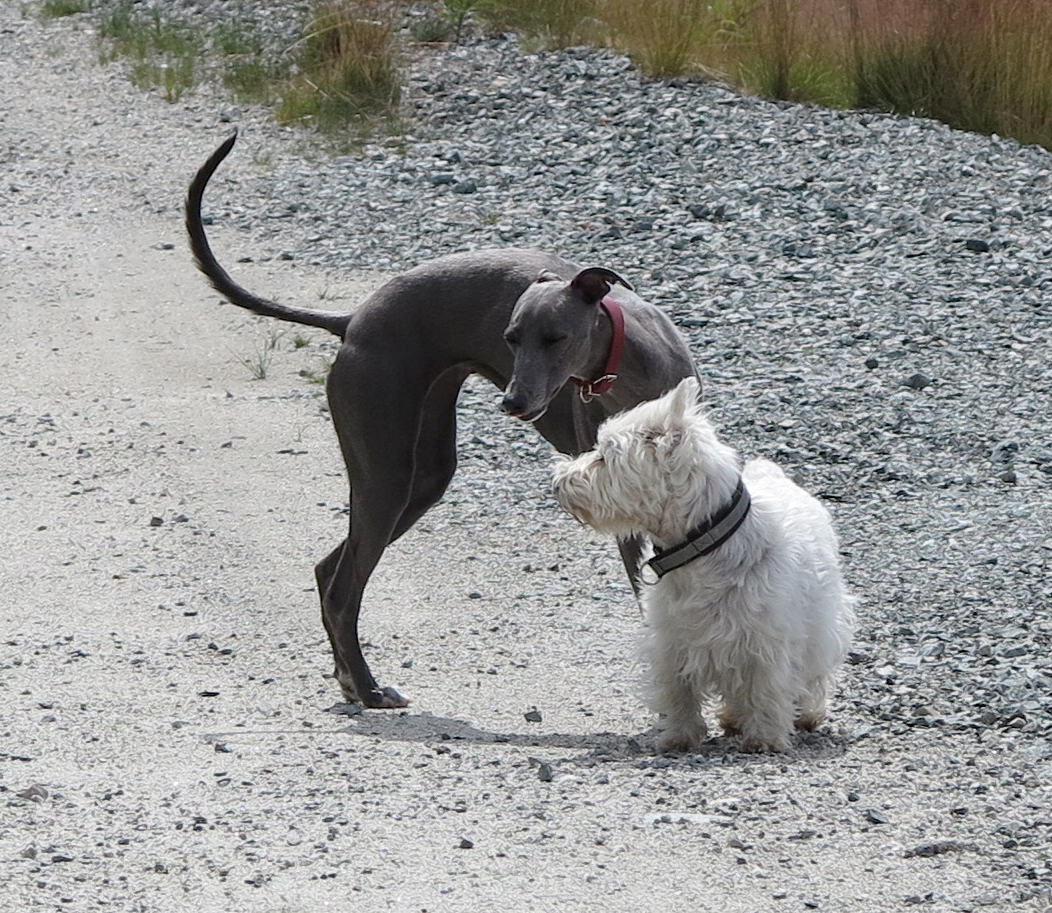 whippet and westie