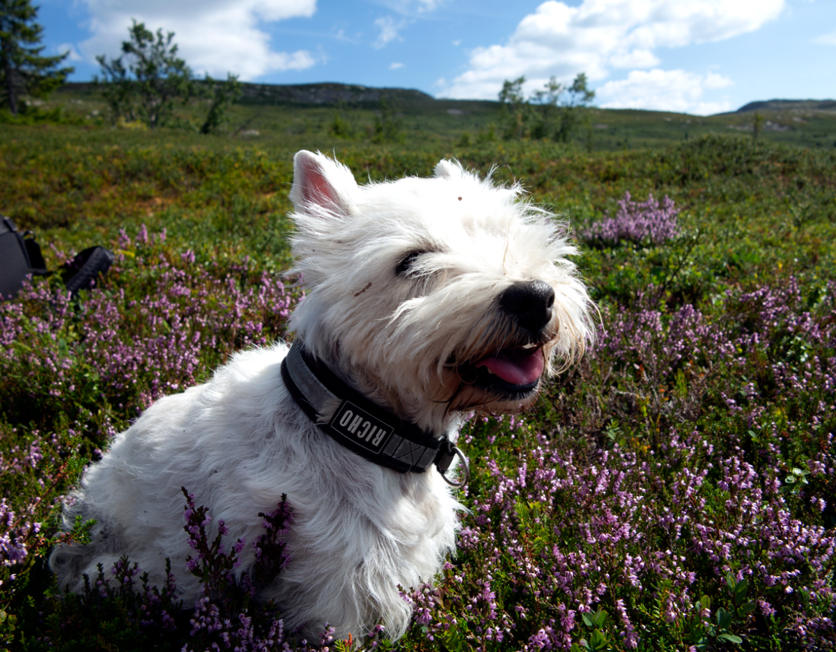 in the heather