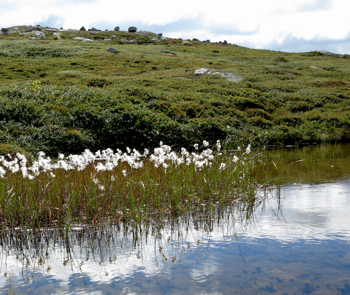 cottongrass