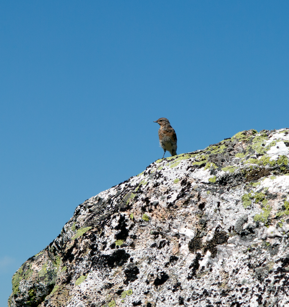 Northern wheatear