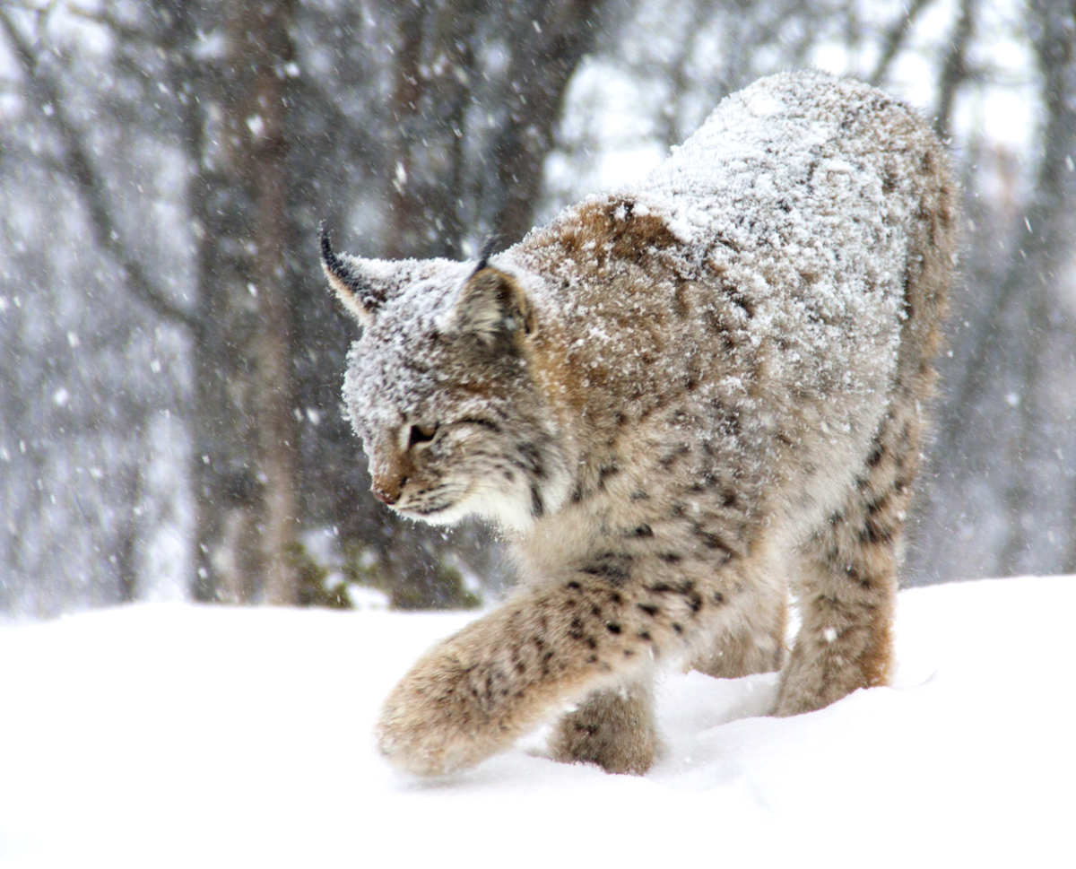 lynx