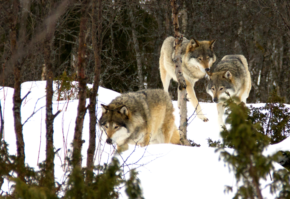 coming down…