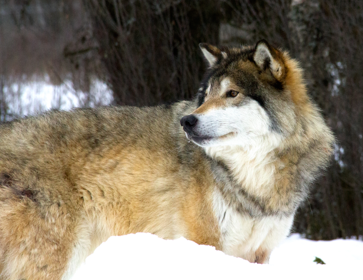 wolf