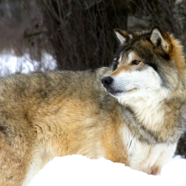 wolf