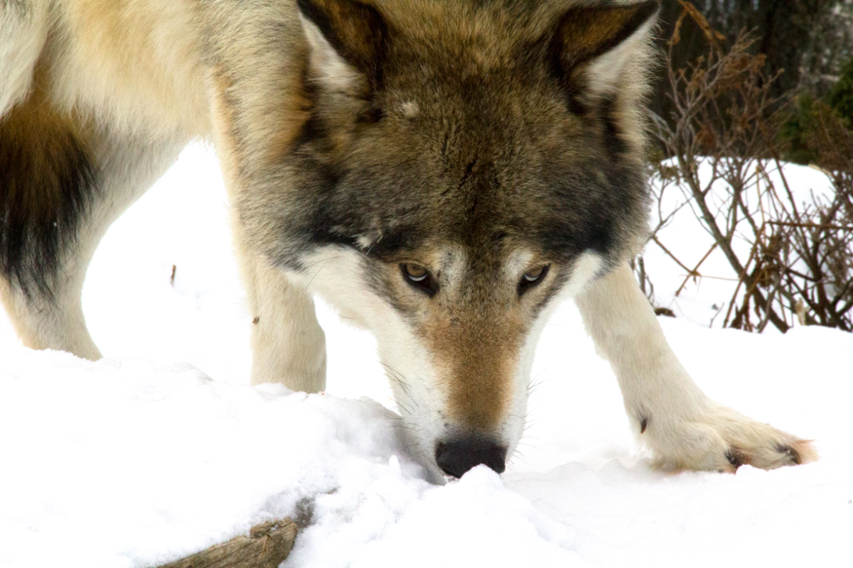 wolf