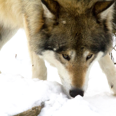 wolf