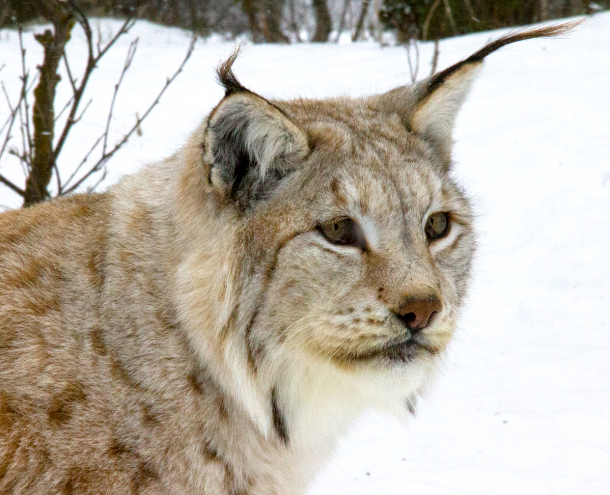 lynx
