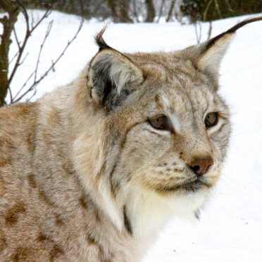 lynx