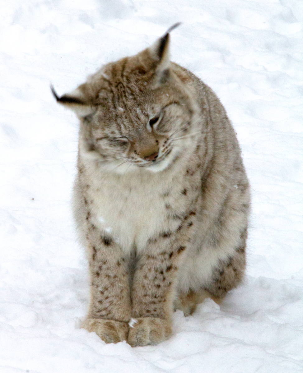 lynx
