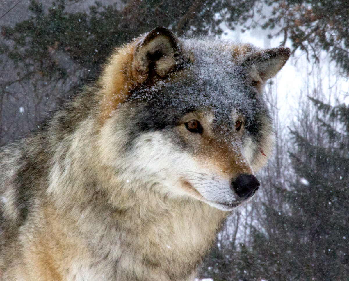 wolf