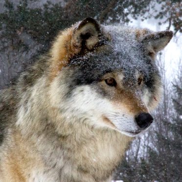 wolf