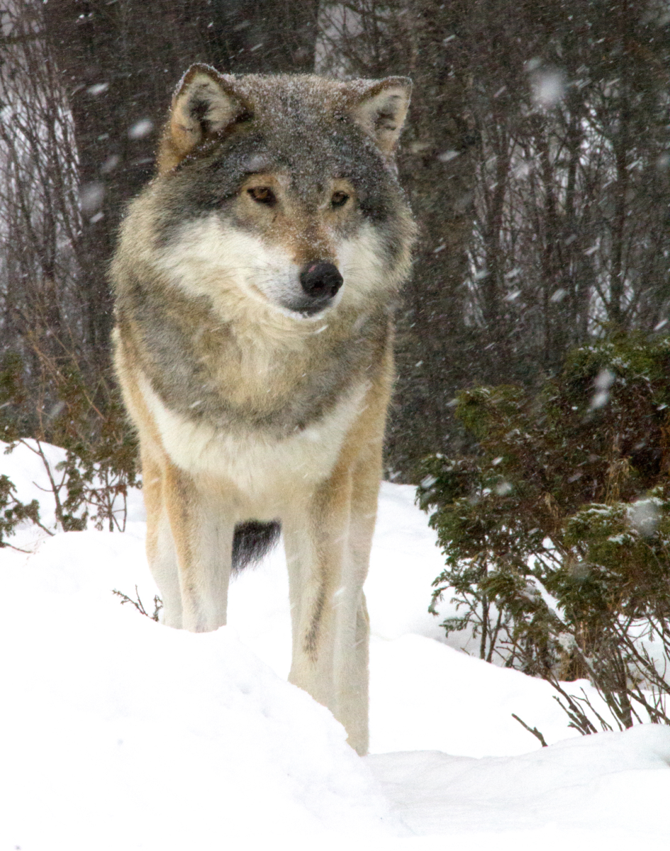 wolf
