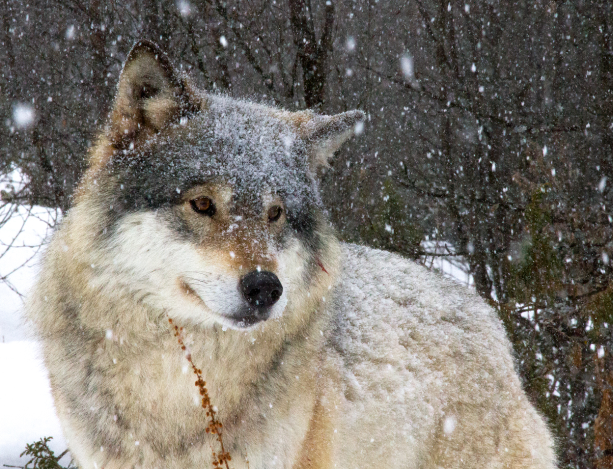 wolf