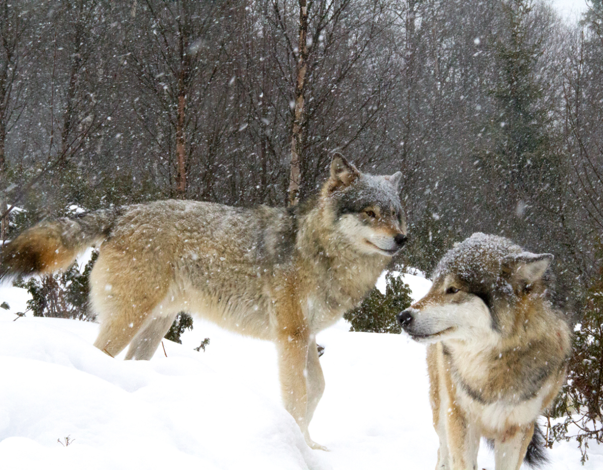 wolf