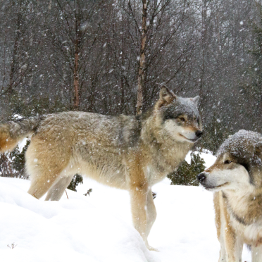wolf