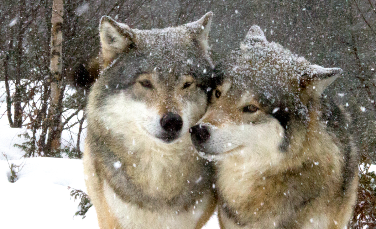 wolf