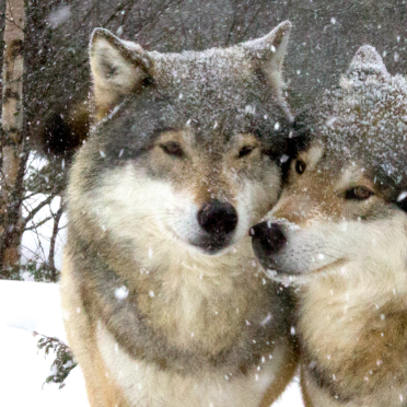 wolf