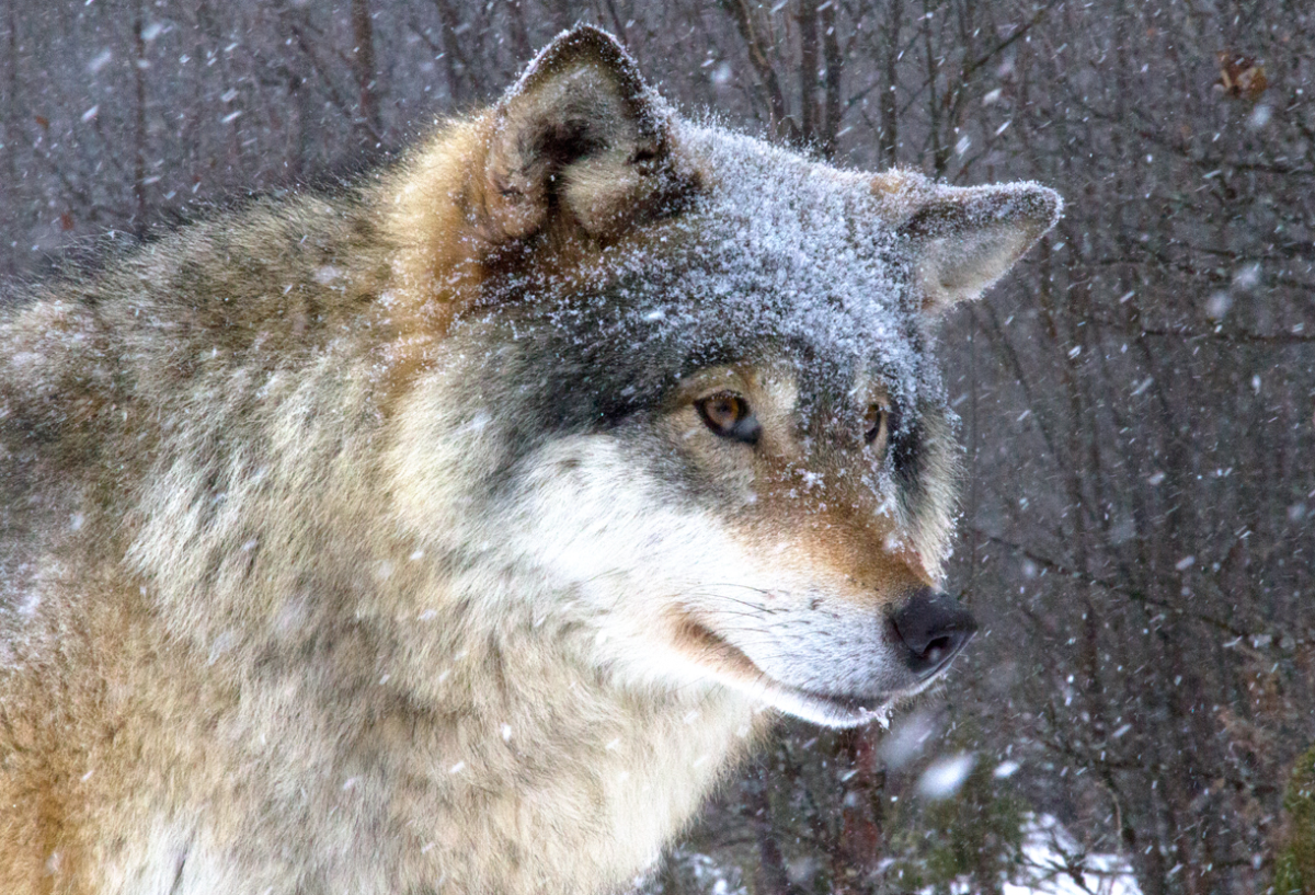 wolf