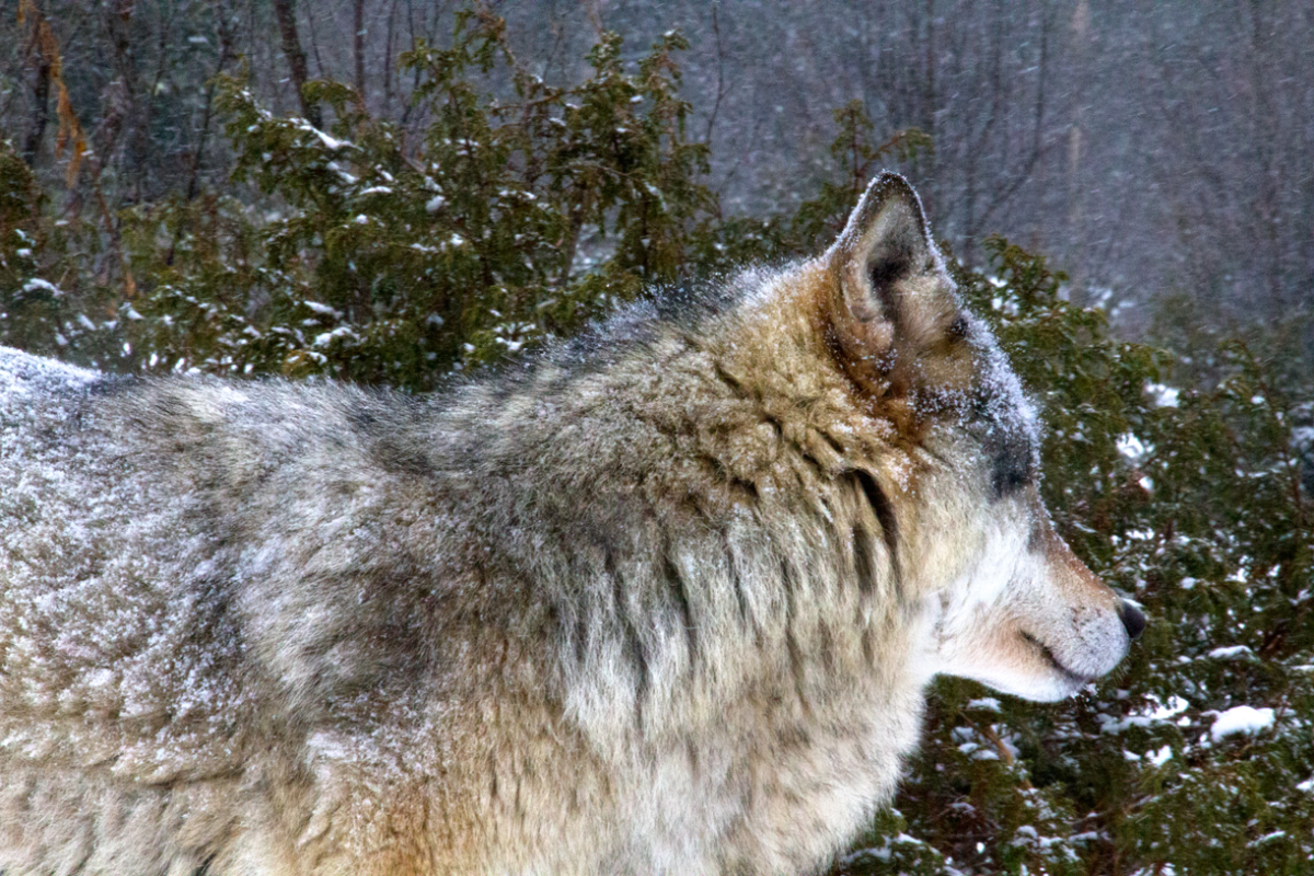wolf