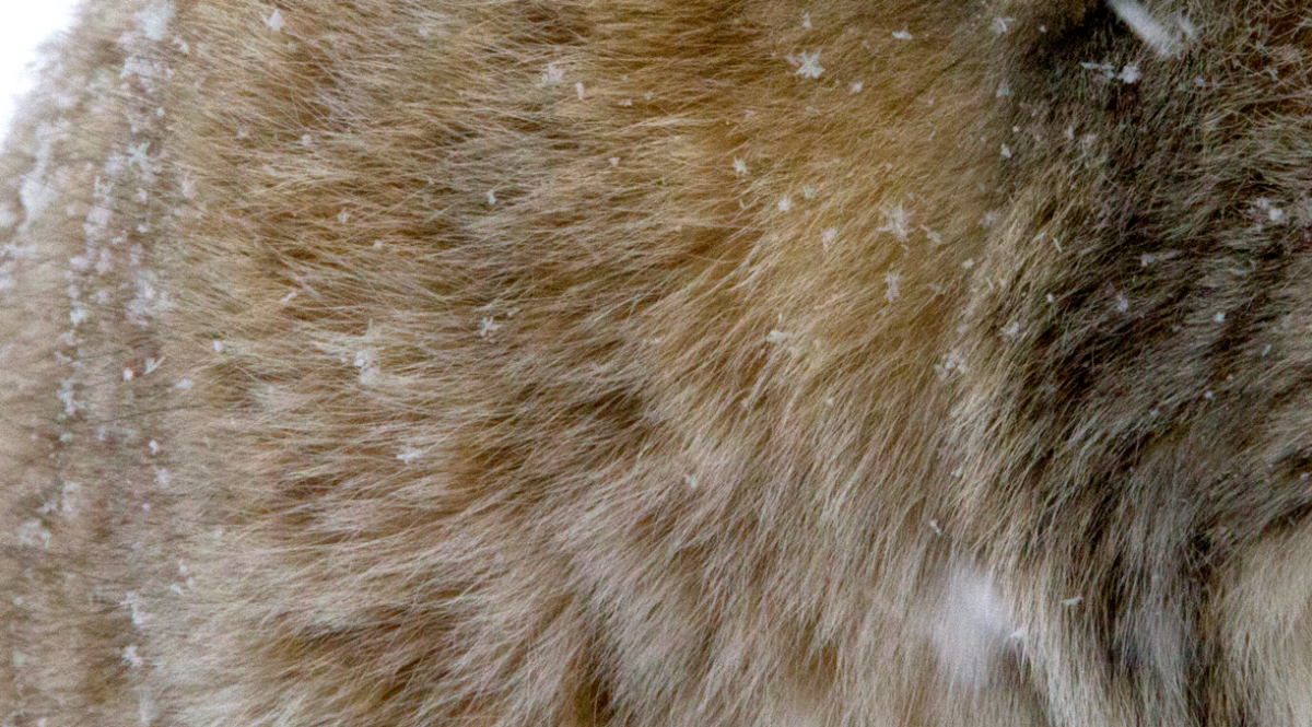 fur