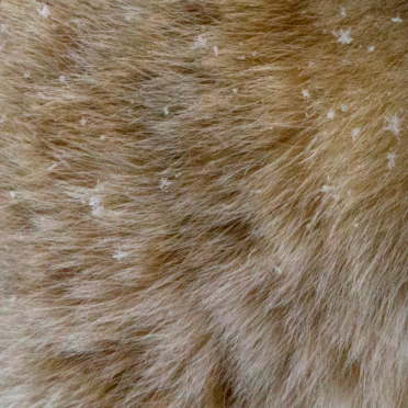 fur