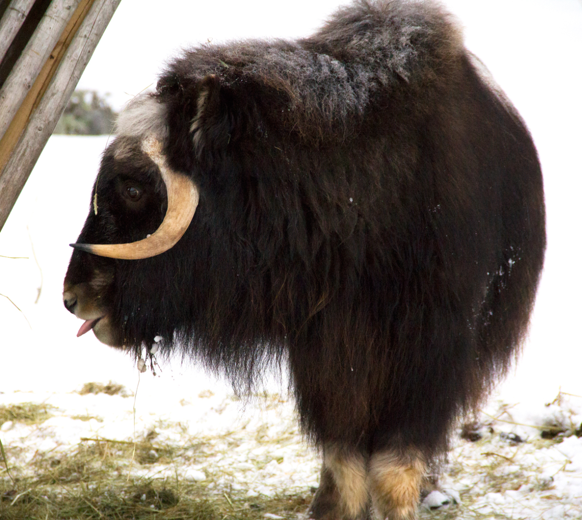 mosk ox