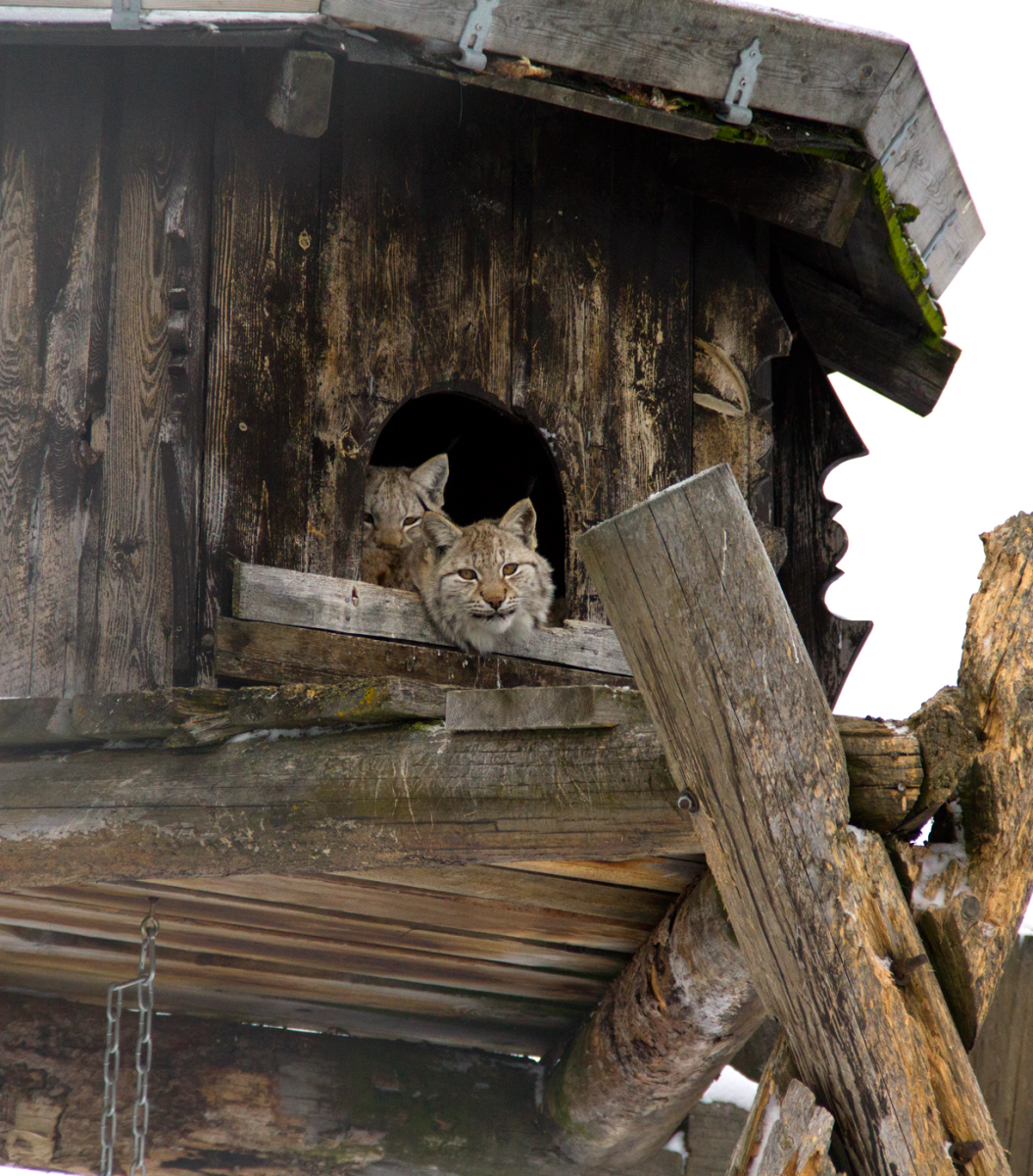 kitty tower