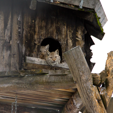 kitty tower